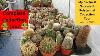 My Polytunnel Cacti U0026 Succulent Plant Collection Tour Winter Update